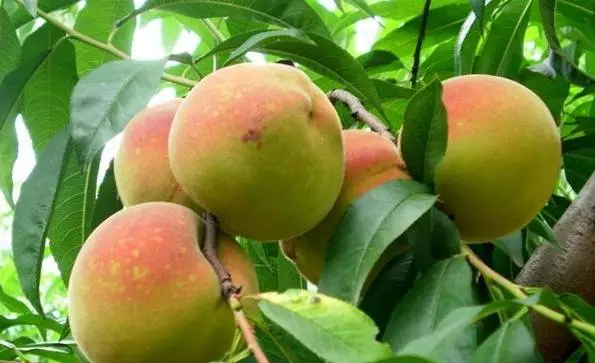 白市驛洪源生態農莊