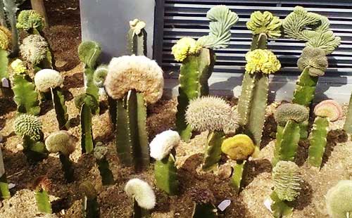 廈門(mén)園林植物園