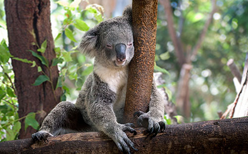 可倫賓野生動物園-澳大利亞1
